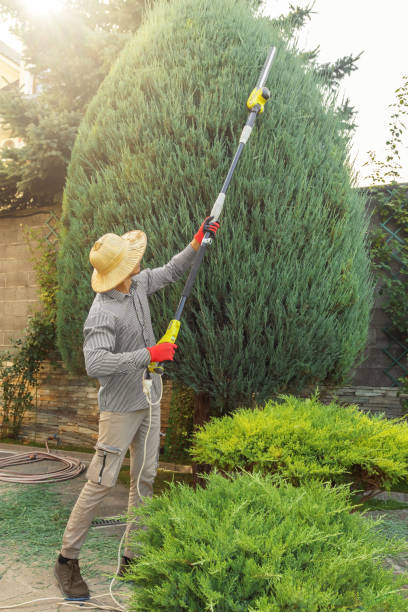 Best Emergency Tree Service  in USA